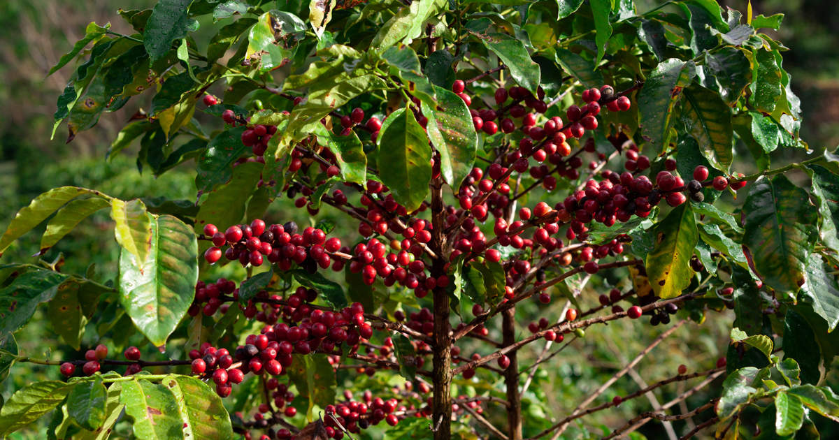 Árbol de café con frutos - ADERCAFÉ Suroeste antioqueño