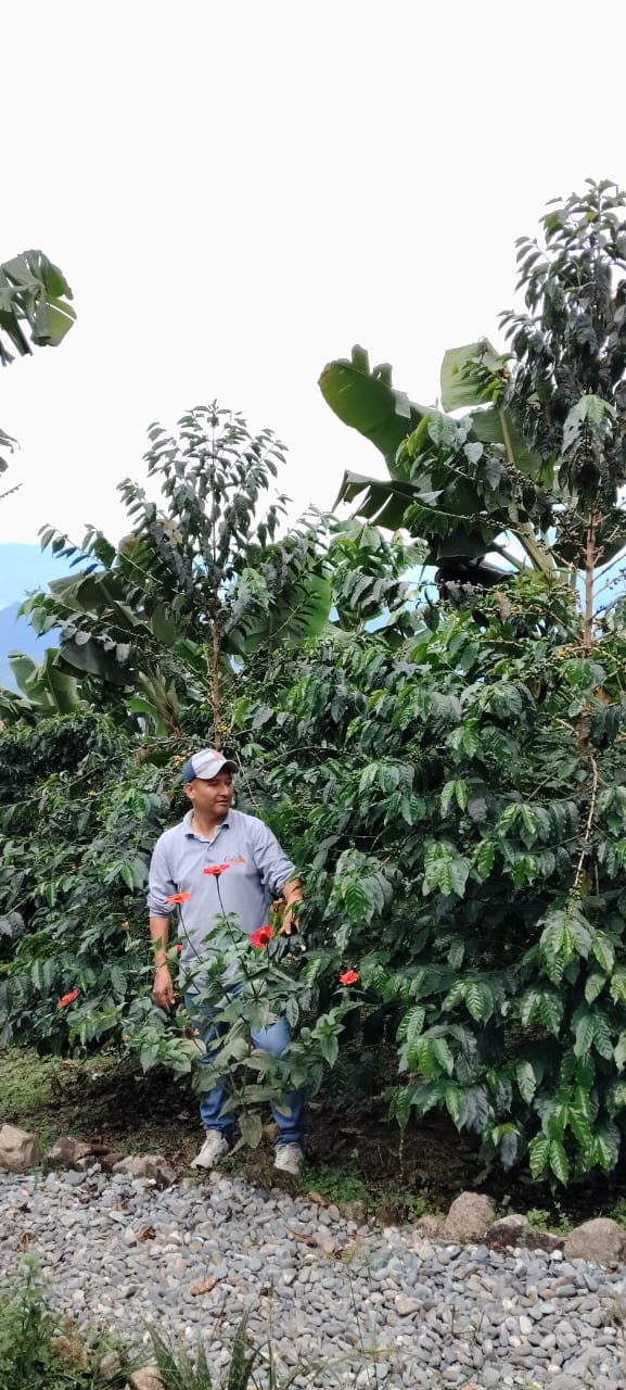 Orígenes del café ADERCAFÉ