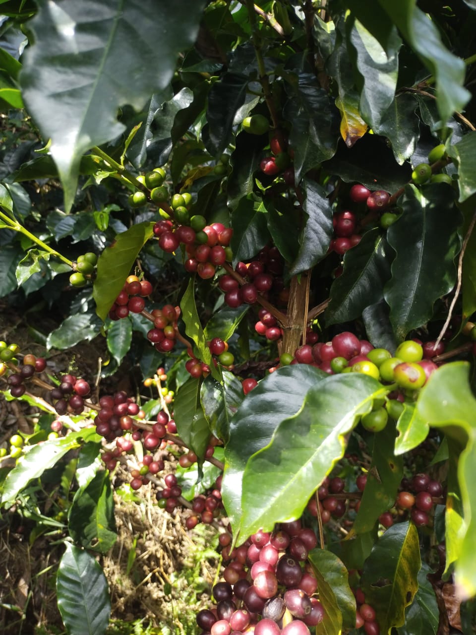 Cultivos de café